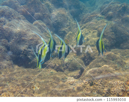 小笠原群島、父島、珊瑚礁中游動的魚兒 小笠原群島、父島、珊瑚礁中游動的魚兒 115993038