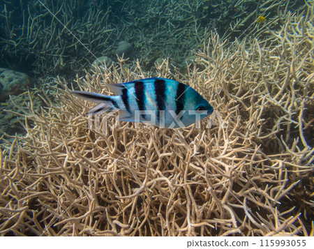 小笠原群島、父島、珊瑚礁中游動的魚兒 小笠原群島、父島、珊瑚礁中游動的魚兒 115993055
