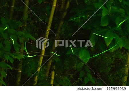 The light of Genji fireflies flying through the bamboo forest beside the stream The light of Genji fireflies flying through the bamboo forest beside the stream 115993089