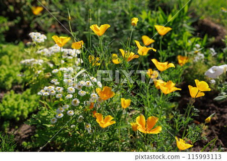 Eschscholzia californica flowers in the garden. 115993113