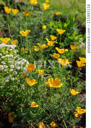 Eschscholzia californica flowers in the garden. 115993116
