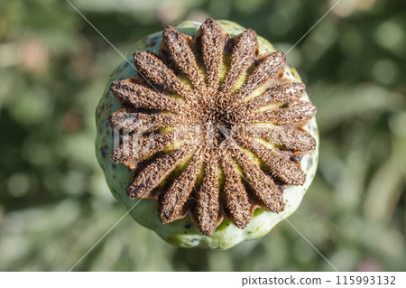 Top of a poppy head after flowering. Top of a poppy head after flowering. 115993132