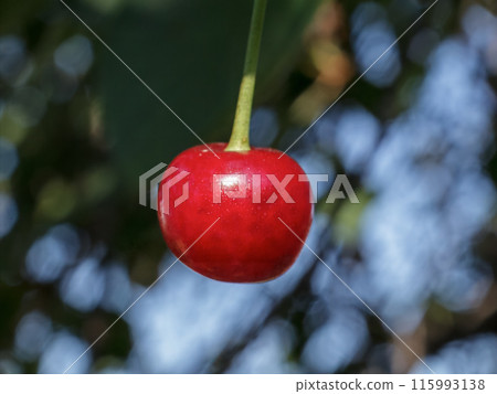 Red cherry on a tree with a blurred background. Red cherry on a tree with a blurred background. 115993138