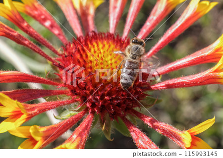 Gaillardia aristata with a bee collecting nectar from the flower. Gaillardia aristata with a bee collecting nectar from the flower. 115993145
