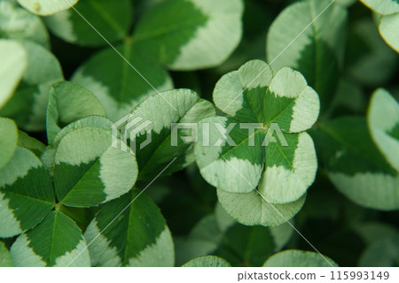 四葉草三葉草染色頭紗 四葉草三葉草染色頭紗 115993149