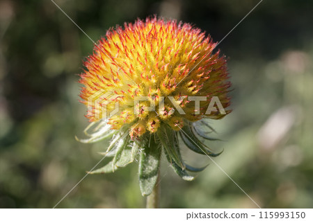 Close-up bud of Gaillardia after flowering. Close-up bud of Gaillardia after flowering. 115993150