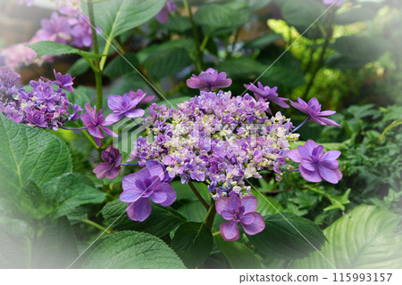 Purple forehead hydrangea 115993157