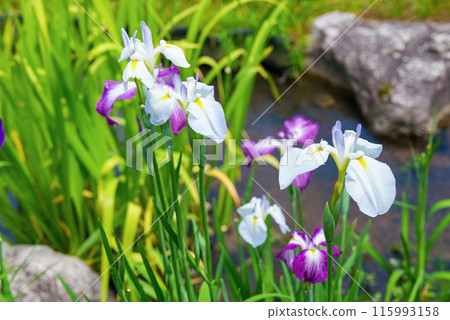 Iris blooming in the pond 115993158