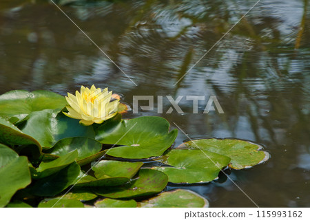 黃色睡蓮 黃色睡蓮 115993162