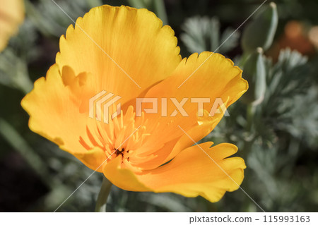 Close-up a bud of Eschscholzia californica in a garden on a sunny day 115993163