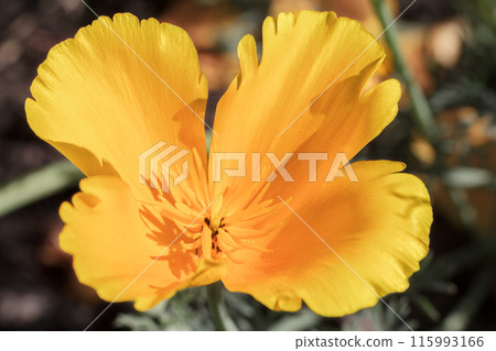 Close-up a bud of Eschscholzia californica in a garden on a sunny day 115993166
