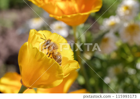 Close-up a bud of Eschscholzia californica with a bee in the garden Close-up a bud of Eschscholzia californica with a bee in the garden 115993173