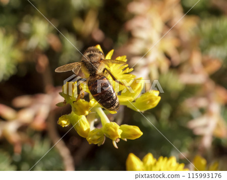 Sedum acre Aureum with a bee in the garden. Sedum acre Aureum with a bee in the garden. 115993176