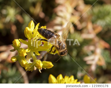 Sedum acre Aureum with a bee in the garden. 115993178