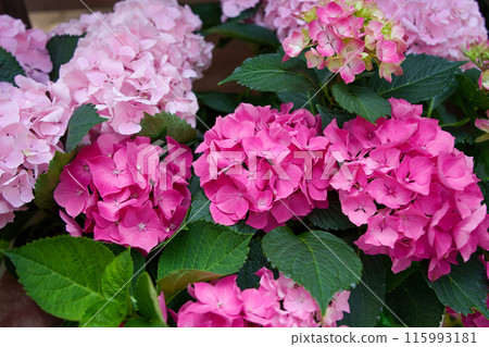 Red and pink hydrangeas 115993181