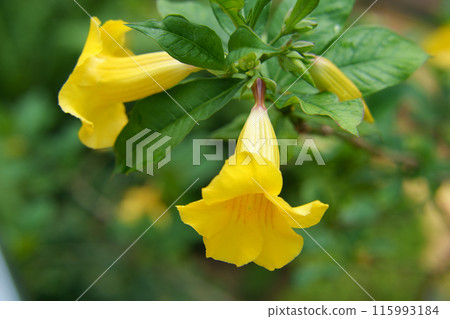 Allamanda 115993184