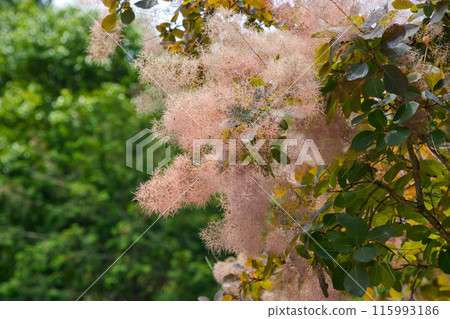 Fluffy Smoke Tree 115993186
