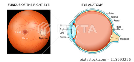 Eye anatomy 115993236