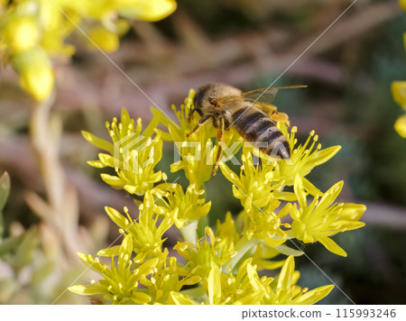 Sedum acre Aureum with a bee in the garden. 115993246
