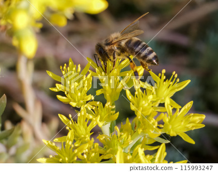 Sedum acre Aureum with a bee in the garden. Sedum acre Aureum with a bee in the garden. 115993247