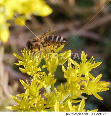 Sedum acre Aureum with a bee in the garden. Sedum acre Aureum with a bee in the garden. 115993248