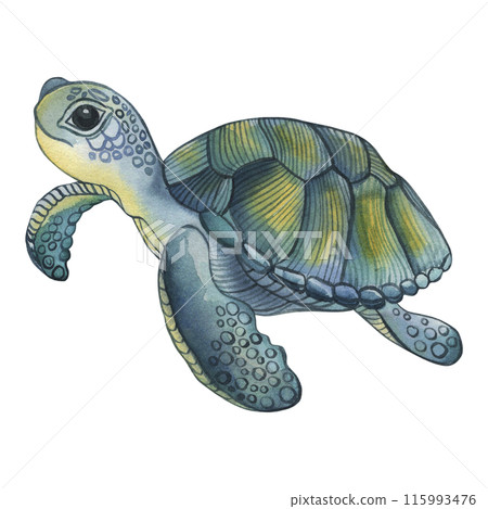 The tropical sea turtle is blue and green. The illustration is hand-drawn in watercolor on a white background. For the design of postcards, posters, children's books, room, wallpapers, packaging, bag. 115993476