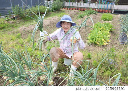 A silver-haired woman is smiling and holding onions in both hands A silver-haired woman is smiling and holding onions in both hands 115993591