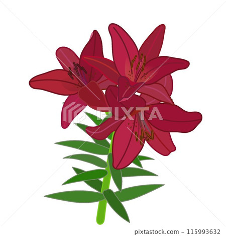 Illustration of a red lily 115993632