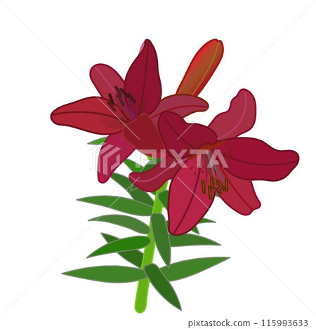 Illustration of a red lily 115993633