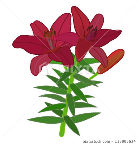 紅南瓜百合的插圖 紅南瓜百合的插圖 115993634
