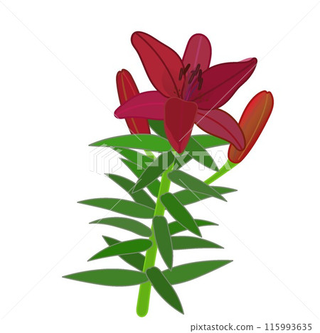 紅南瓜百合的插圖 115993635