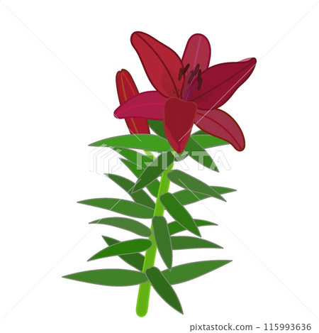 紅南瓜百合的插圖 115993636
