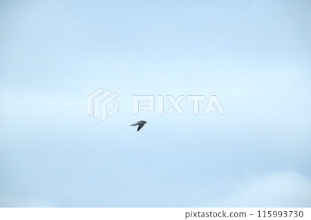 Falcon falcon 115993730