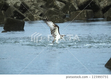 Hunting of the Osprego 115993731