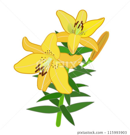 Illustration of a yellow lily 115993903