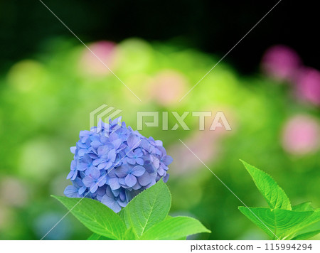 hydrangea hydrangea 115994294