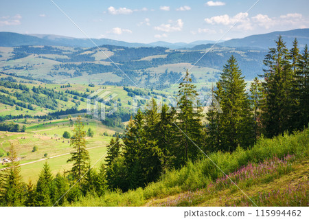 rural scenery in carpathian mountains of ukraine. alpine countryside landscape with grassy meadows and forested hillside in summer. beautiful view from above. valley near borzhava ridge rural scenery in carpathian mountains of ukraine. alpine countryside landscape with grassy meadows and forested hillside in summer. beautiful view from above. valley near borzhava ridge 115994462