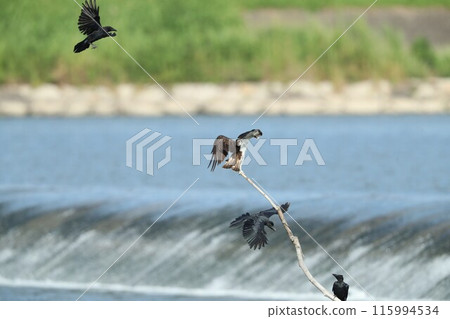 Osprey Crow 115994534