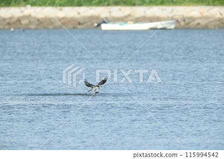 Hunting of the Osprego 115994542