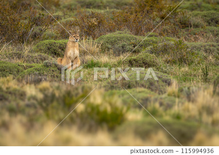 Puma sits staring in scrubland among bushes Puma sits staring in scrubland among bushes 115994936