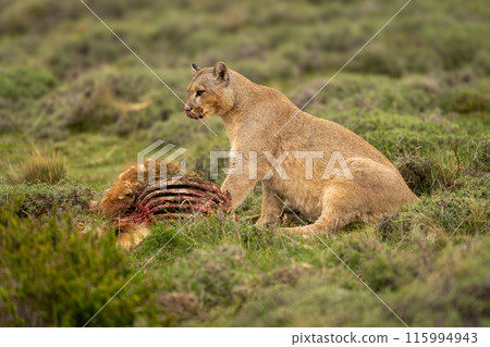 Puma sits with guanaco carcase licking lips Puma sits with guanaco carcase licking lips 115994943