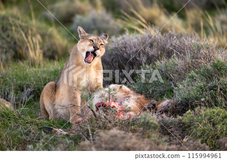 Puma sits yawning near carcase in bushes Puma sits yawning near carcase in bushes 115994961