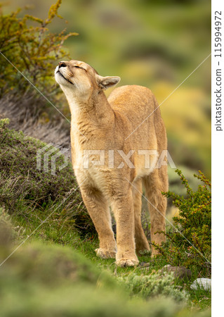 Puma stands amongst thick bushes sniffing air 115994972