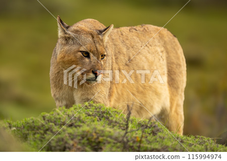 Puma stands behind green bush turning head Puma stands behind green bush turning head 115994974