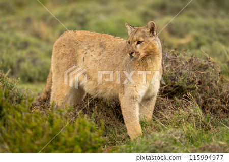 Puma stands beside kill hidden under grass Puma stands beside kill hidden under grass 115994977
