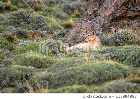 Puma lying by rock on bushy hillside 115994988
