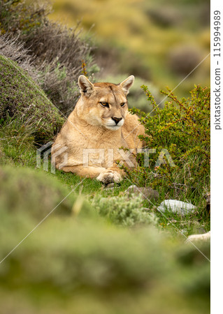 Puma lying in thick bushes turning head 115994989