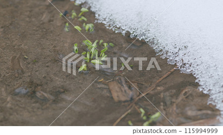 Fresh grass sprouts in a spring stream in which the glare of the sun is reflected, snow lies on the banks. Slow motion. 115994999