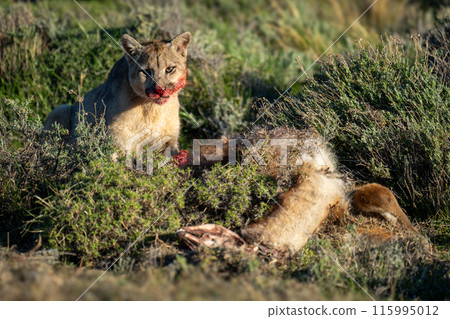 Puma sits beside guanaco kill watching camera 115995012