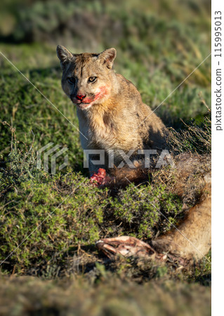 Puma sits beside guanaco with bloodied face 115995013